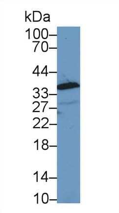 ANXA1 / Annexin A1 Antibody (aa224-336)
