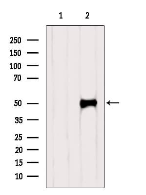 IRF1 / MAR Antibody