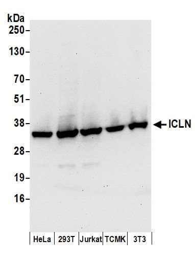 CLNS1A Antibody (aa187-237)