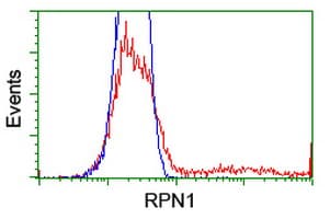 RPN1 / Ribophorin I Antibody (clone OTI6A9)