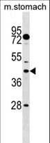 DUSP6 / MKP3 Antibody (aa59-88)