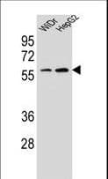 HOXA10 Antibody (aa244-271)