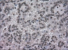 DHFR Antibody (clone OTI3A11, Carrier-free)