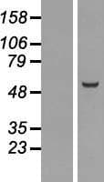 CDCA1 / NUF2 Protein (Over-Expression Lysate Myc-DDK (Flag))