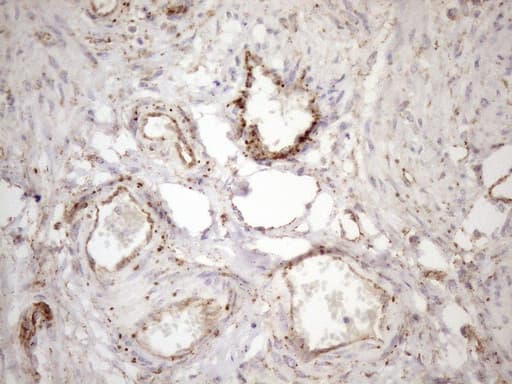 KCTD9 Antibody (aa1-223, clone OTI2G8, Carrier-free)