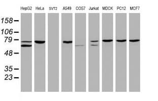 CCDC93 Antibody (aa293-631, clone OTI2H4)