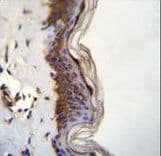 Polyclonal Rabbit anti-Human FHAD1 Antibody (aa1145-1173, IHC, WB)