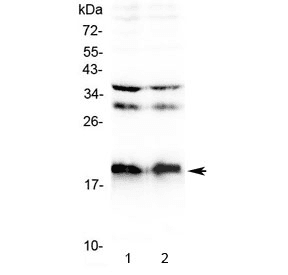 Polyclonal Rabbit anti-Mouse Neuropeptide S / NPS Antibody (WB)