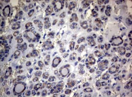 MFN1 Antibody (clone OTI4D11)