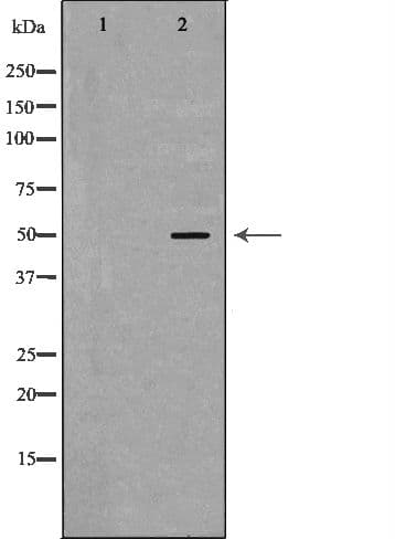 PAX3 Antibody