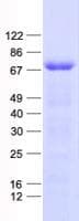 Human WDR23 / DCAF11 Protein (Recombinant His, N-Terminal)