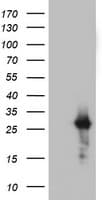 KLK8 / Kallikrein 8 Antibody (aa33-260, clone OTI1A2)