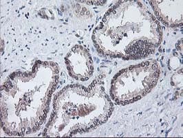 ALS2CR1 / NIF3L1 Antibody (clone OTI5A7, Carrier-free)