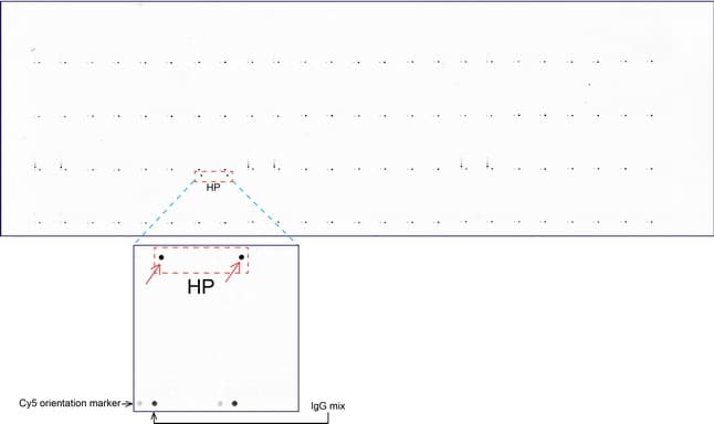 HP / Haptoglobin Antibody (clone UMAB10, Carrier-free)