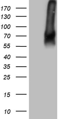 TGFBR2 Antibody (aa23-294, clone OTI4F3, Carrier-free)