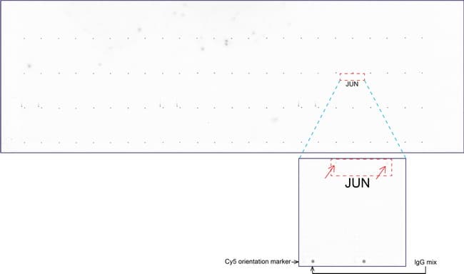 Monoclonal Mouse anti-Human JUN / c-Jun Antibody (clone UMAB49, IHC, IF, WB)