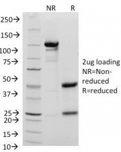 CD48 Antibody (clone 156-4H9)
