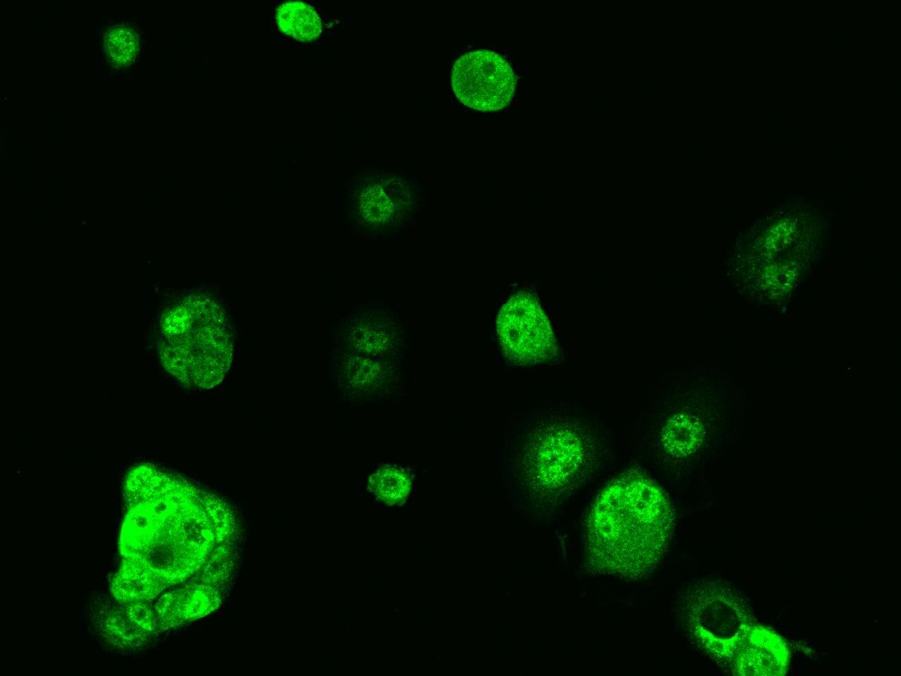 GDPD3 Antibody