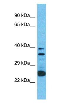OR2A12 Antibody (aa227-276)