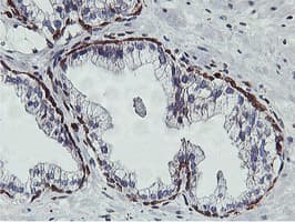 APMAP / C20orf3 Antibody (clone OTI1D7)