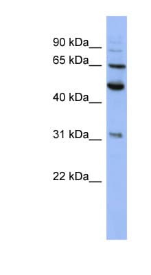 p58 / PSMD3 Antibody (aa107-156)