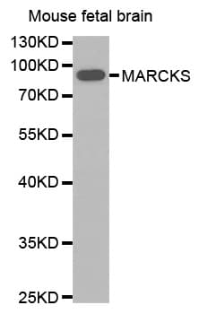 MARCKS Antibody