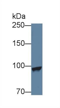 MARS Antibody (PE)