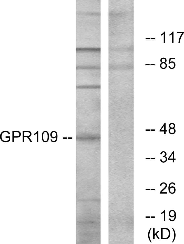HCAR2 + HCAR3 / GPR109 Antibody