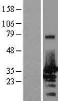 NRBF2 Protein (Over-Expression Lysate Myc-DDK (Flag))