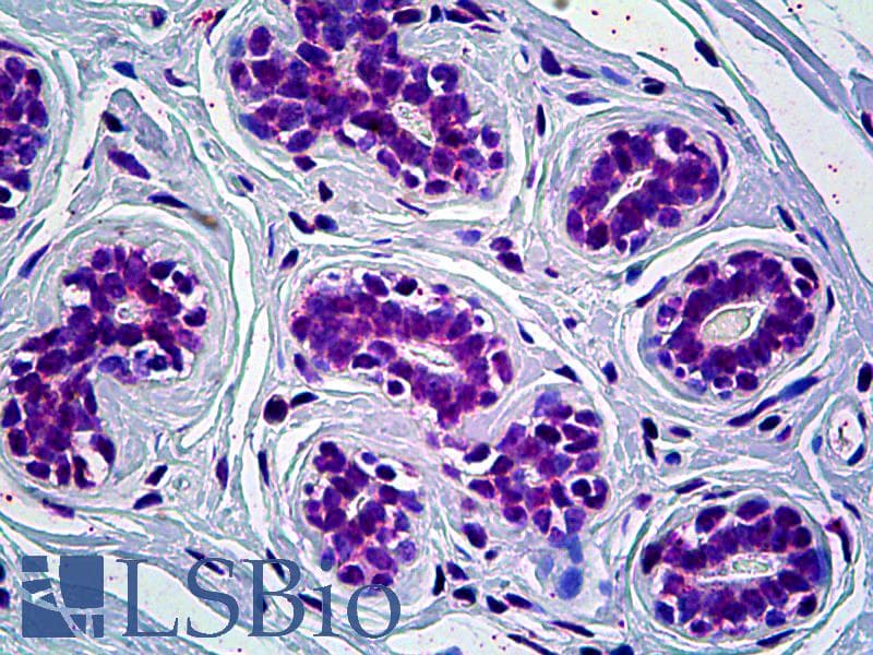 IHC-plus™ CRY1 Antibody (clone 4H4-1C4)