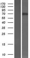 KLHL14 Protein (Over-Expression Lysate Myc-DDK (Flag))