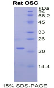Rat LSS Protein (Recombinant His)