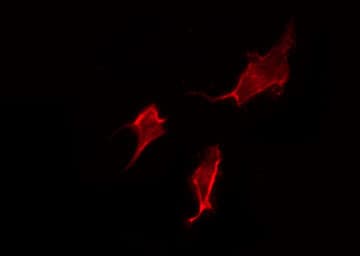 DRD1 / Dopamine Receptor D1 Antibody