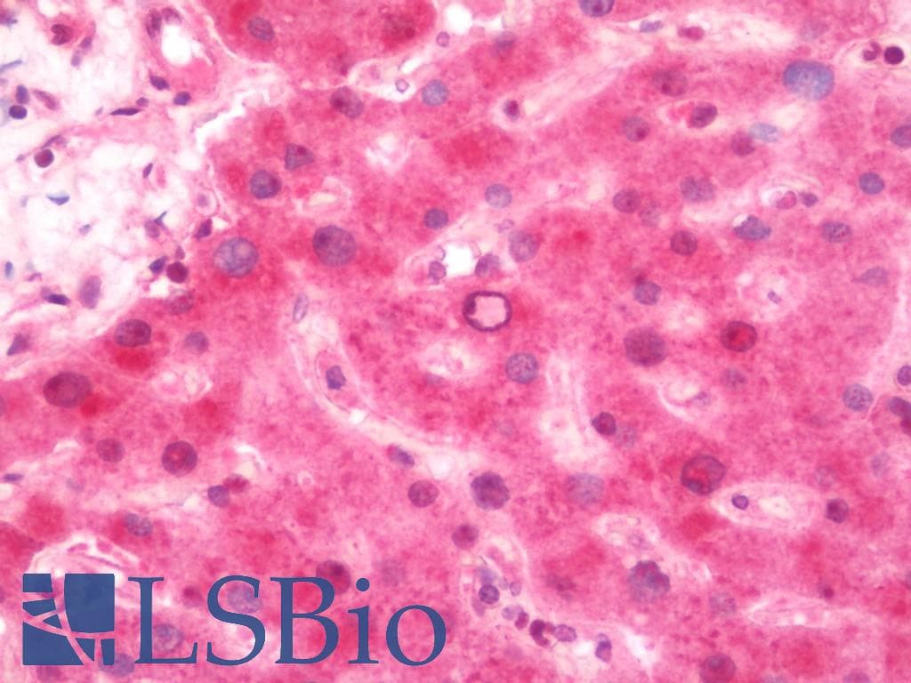 IHC-plus™ Monoclonal Mouse anti-Mouse Tuberin / TSC2 Antibody (clone 249CT19.1.3, IHC, IF, WB)