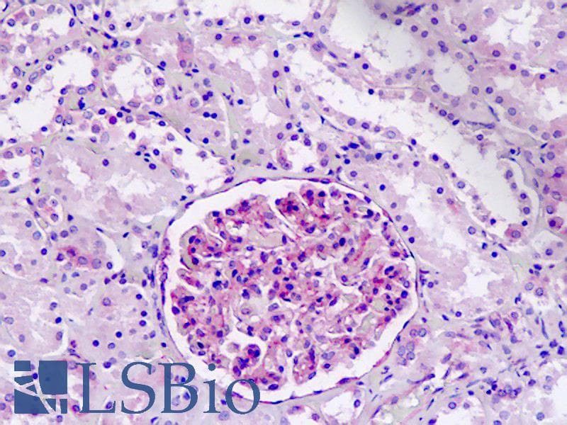 IHC-plus™ IFITM2 Antibody (aa1-30)