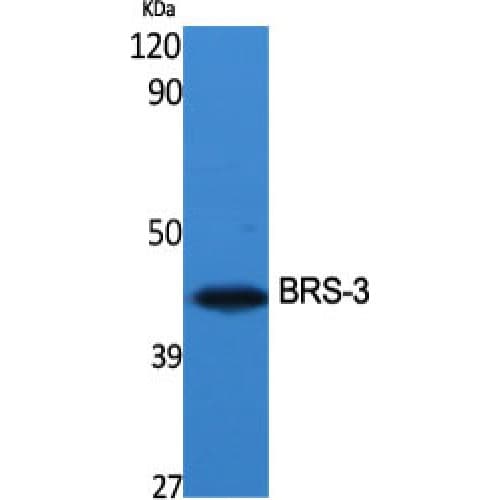 Polyclonal Rabbit anti-Human BRS3 Antibody (140-220 aa, Internal, IF, WB)