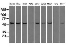 ATP5B / ATP Synthase Beta Antibody (clone OTI1F7, Carrier-free)