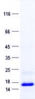 Human MAGOH Protein (Recombinant His, N-Terminal)