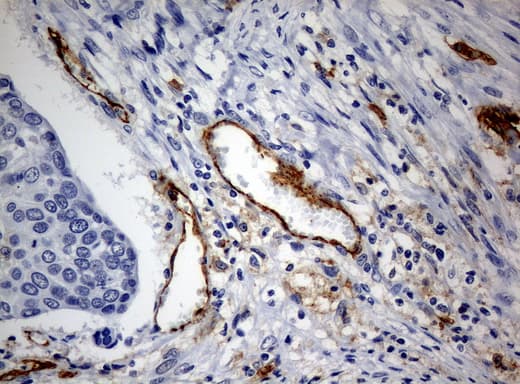 Monoclonal Mouse anti-Human PECAM-1 / CD31 Antibody (clone UMAB31, IHC, WB)