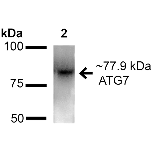 Apg7 / ATG7 Antibody (PerCP)
