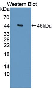 DKK3 Antibody (aa41-348)