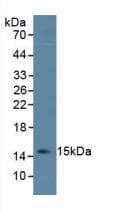 IL4 Antibody