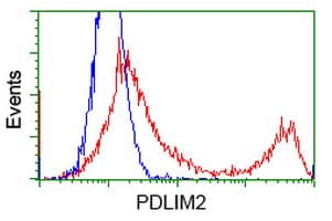 PDLIM2 / SLIM Antibody (clone OTI1D12)