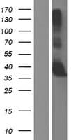 Human GNPTG Protein (Over-Expression Lysate Myc-DDK (Flag))