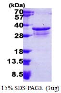 Human PSMF1 Protein (Recombinant His)