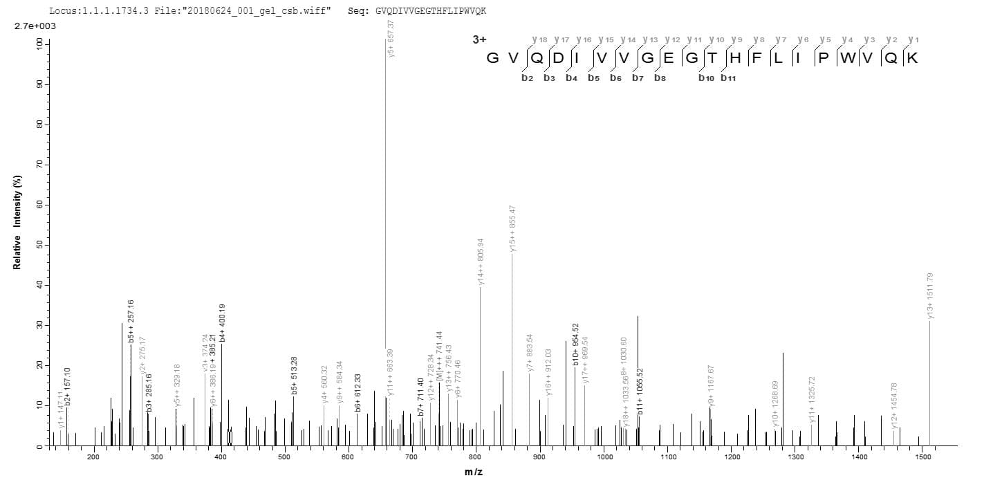 Mouse PHB / Prohibitin Protein (Recombinant 10His, N-terminus)