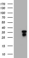 JUN / c-Jun Antibody (clone OTI2A4)