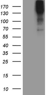 MAST205 / MAST2 Antibody (aa1482-1798, clone OTI7B7)