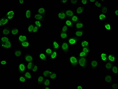 Polyclonal Rabbit anti-Human HIST1H4I Antibody (IF, WB)