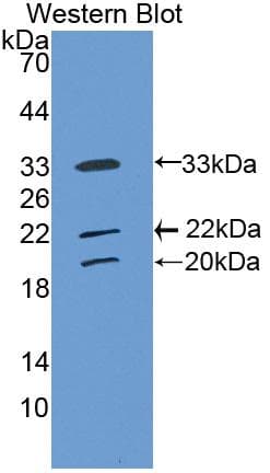 COLEC10 Antibody (aa34-277, Biotin)